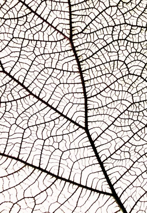 Patterns Of Nature, Leaf Vector, Geometry In Nature, Nature Patterns, Texture Drawing, Leaf Template, Texture Inspiration, Leaf Drawing, Leaf Texture