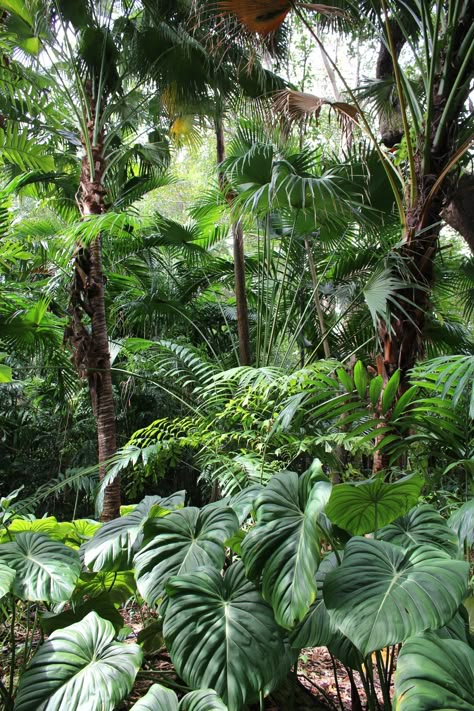 Lush Tropical Landscape, Japanese Jungle, Diy Garden Decorations, Vintage Decorating Ideas, Garden Fairy Costume, Tropical Vegetation, Tropical Backyard Landscaping, Dream Garden Backyards, Pool Bed