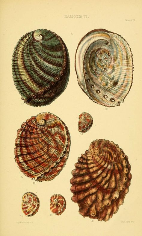 1887 Shell Images, Scientific Drawing, Conch Shells, Molluscs, Seashell Print, Decoupage Vintage, Antique Illustration, Scientific Illustration, Arte Animal