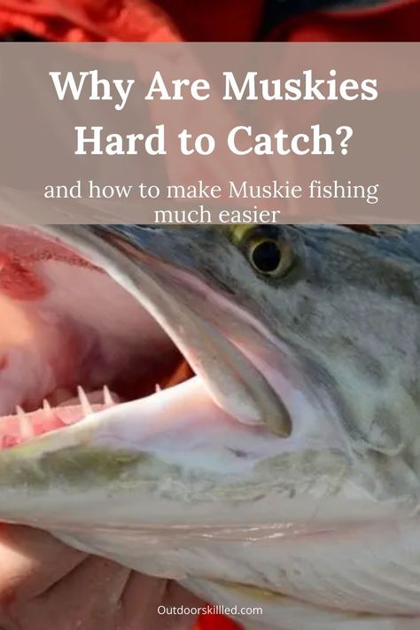 Why is muskie fishing so hard and why are muskies so darn hard to catch? Find out what makes muskie fishing truly challenging and how you can catch trophy muskies more easily Muskie Fishing, Musky Fishing, Fishing For Beginners, Smallmouth Bass, Live Bait, Night Fishing, Fishing Guide, Fishing Adventure, Rainbow Trout