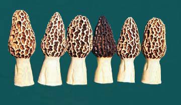 Carved Morels Moral Mushrooms, Fish Wood Carving, Pallet Wood Christmas Tree, Pallet Wood Christmas, Morel Mushroom, Simple Wood Carving, Wood Christmas Tree, Whittling, Burled Wood