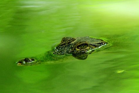 Crocodile In Water, Water Drop On Leaf, Crocodile Eyes, Crocodile Head, Green Lemonade, Photo Water, Seljalandsfoss Waterfall, Iceland Waterfalls, Dark Green Background