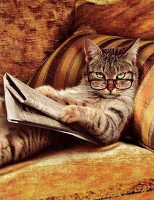 Funny Cat Picture Wallpapers Cool - HD Wallpapers , Picture ,Background ,Photos ,Image - Free HQ Wallpaper - HD Wallpaper PC Cat With Glasses, Cat Reading, Funny Cat Pictures, Cats Meow, Pretty Cats, Crazy Cat Lady, 귀여운 동물, Crazy Cats, Cat Pics