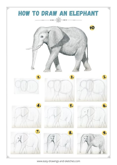 Learn how to draw an elephant in few simple steps African Elephant Photography, Aesthetic Elephant, Elephant Art Drawing, Elephant Aesthetic, Elephant Anatomy, Draw An Elephant, Drawing Elephant, Forest Elephant, Elephant Habitat