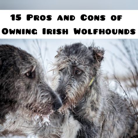 The Irish Wolfhound is a fearless bearded giant who, despite his formidable appearance and power, has a friendly character, is a very devoted friend and reliable protector. There were legends about the exploits and valor of the Irish wolfhounds, and the secret of the origin of the breed was lost in the millennia. Irish Hound Wolfhound, Wolf Hound Dog Irish Wolfhounds, English Wolfhound, Irishwolf Hound, Irish Wolfhound Aesthetic, Black Irish Wolfhound, Wolfhounds Irish, Irish Wolfhound Facts, Irish Hound