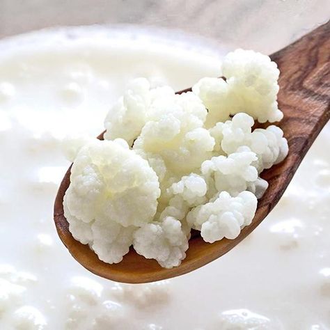 Milk Kefir Grains, Water Kefir Grains, Kefir Yogurt, Homemade Kombucha, Fermented Milk, Kefir Recipes, Kefir Grains, Water Kefir, Milk Kefir