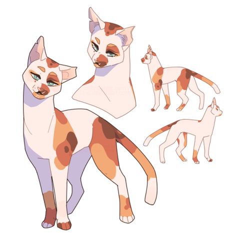 Warrior Cats Oc Ref Sheet, Oc Template, Cat Anatomy, Warrior Cats Fan Art, Warrior Cat Drawings, Warrior Cat Oc, Cat Oc, Warriors Cats, Cat Sketch