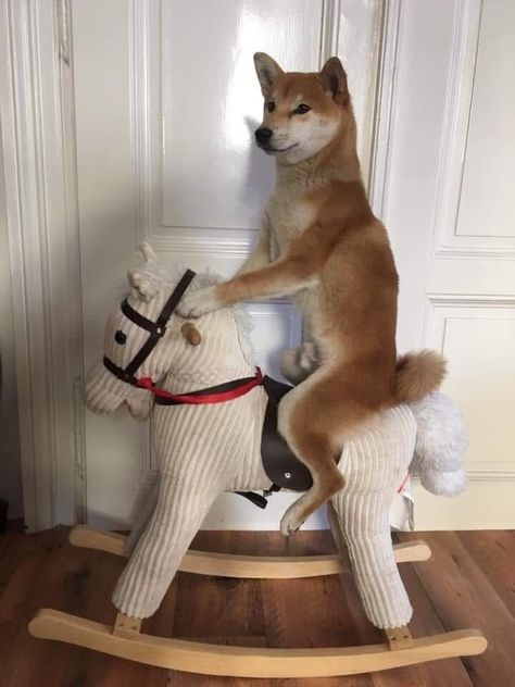 Funny shiba inu pictures. Shiba funny faces. Funny shiba pics. Funny Shiba Inu Pictures, Shiba Funny, Shiba Inu Funny, Funny Shiba, Pet Meds, Shiba Inu Puppy, Shiba Inu Dog, Bunny House, Reaction Images