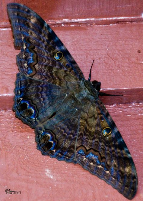 BLACK WITCH MOTH. We frequently see these huge and hugely beautiful moths around our house & garden in Kona, Hawaiʻi. Non-native. —❀HPVR❀ Black Witch Moth, Witch Moth, Large Moth, Moth Caterpillar, Cool Bugs, Moth Tattoo, Black Witch, Flying Insects, Beautiful Bugs