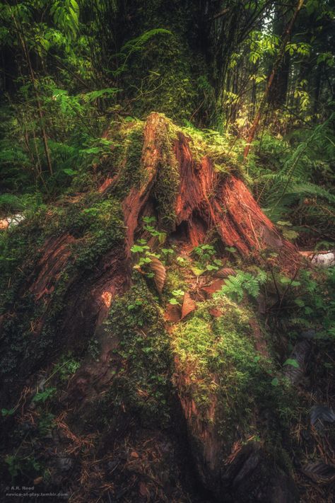 ` Coniferous Forest, Temperate Rainforest, Magic Forest, Amazing Nature Photos, Tree Stump, A Wood, An Animal, The Thing, Nature Photos