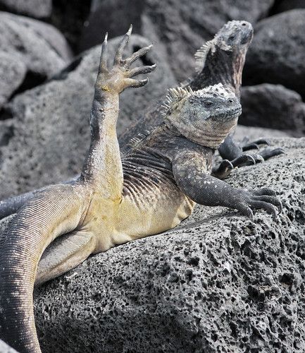 Meerechse beim Yoga- Marine Iguana doing Yoga | Eine Meerech… | Flickr Marine Iguana, Santa Cruz Island, Cute Reptiles, Reptiles And Amphibians, Lizards, Animals Of The World, Cute Creatures, Animal Planet, Archipelago