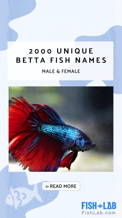 Discover the perfect name for your Betta fish! Shortlist names based on their appeal and suitability. Observe your fish's behavior, appearance, markings, personality, and skills. Revisit your list, connect with your Betta, and choose the ideal name. >> Aquarium & tank setups, water quality, feeding, compatible fish species, health issues & breeding practices. Beta Fish Name Ideas, Names For Fish Pet, Betta Fish Names Male, Beta Fish Names, Betta Fish Names, Cool Pet Names, Fish Names, Male Betta Fish