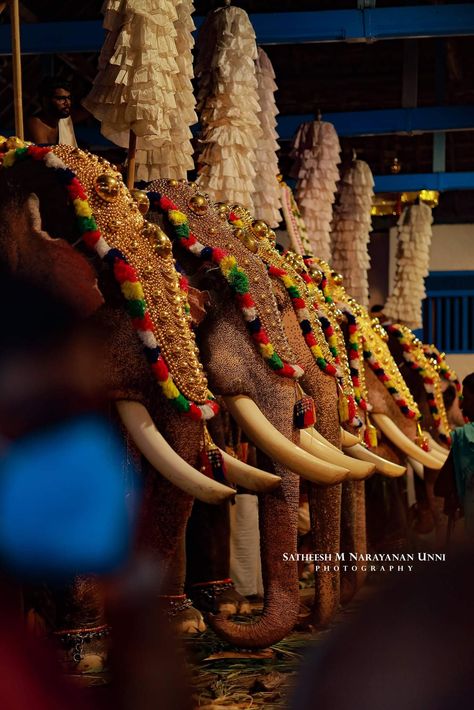 Thrissur Pooram, Full Hd Wallpaper Android, Elephants Photos, Hd Wallpaper Android, Hanuman Images, Indian Elephant, Wallpaper Android, Full Hd Wallpaper, Indian Aesthetic