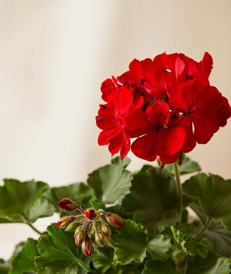 Trigun 98, Geranium Photography, Geraniums In Pots, Flower Sketchbook, Red Flower Indoor Plant, Online Plant Shop, Geranium Care, Geranium Magnificum, Geraniums Garden