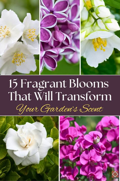 🌸 If you love the idea of a beautifully scented garden, these 15 fragrant flowers will do the trick! From sweet-smelling peonies to aromatic lilies, these blooms will transform your garden into a scented paradise. Perfect for gardeners looking to enhance both the look and smell of their outdoor space. #Gardening #FragrantFlowers #GardenInspiration