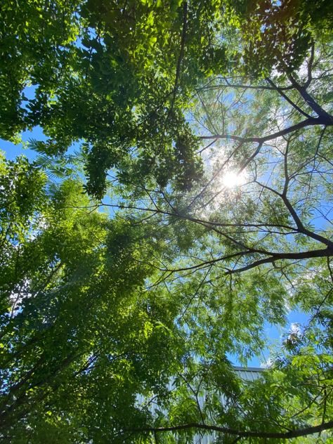 No idea what this tree is called.. liked the light shining through the foliage Light Through Trees, Green Tree, Tree Leaves, Green Trees, Senior Pictures, The Light, Basil, Mood Board, Vision Board