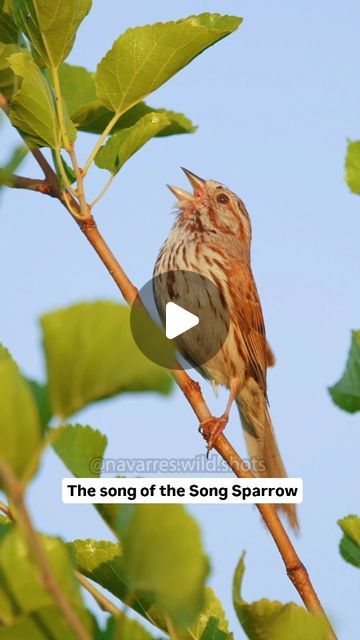 Navarre Marshall on Instagram: "This is why it's called a Song Sparrow 🎶 This common bird song has many forms, as birds have regional accents and males try to distinguish their song. Despite all its variations, you can always tell when it's a Song Sparrow singing 🎼

#songsparrow #birdsounds #birdcalls #canonusa #shotoncanon #kentuckywildlifephotography #kentuckybirds #best_birds_of_ig @canonusa @best_birds_of_ig @merlin.bird.id"