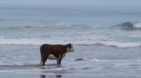 Why is there a lonely cow at the beach Laugh Out Loud, Makes Me Laugh, Too Funny, To Laugh, F U, Out Loud, Funny Cute, Funny Things, So True