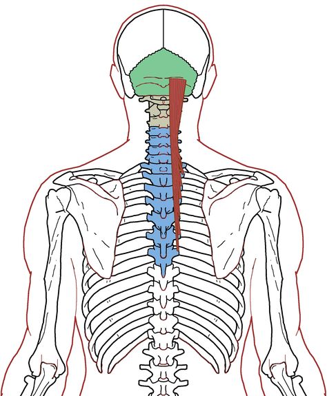 Thoracic Vertebrae, Anatomy Medical, Tight Shoulders, Forward Head Posture, Trigger Point Therapy, Camel Pose, Muscle Anatomy, Trigger Points, Anatomy And Physiology