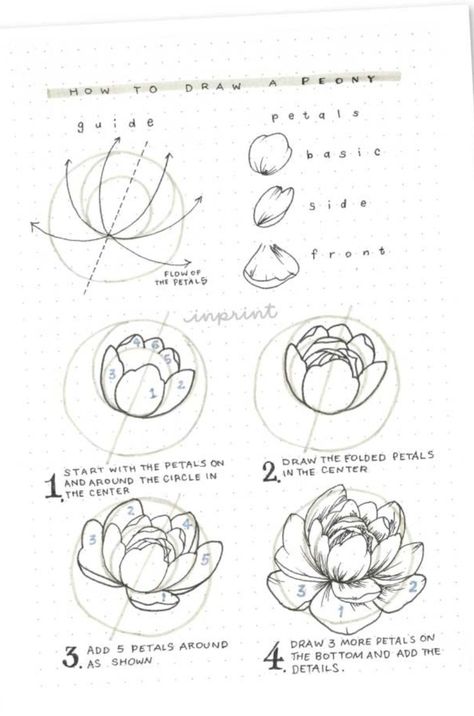 Leaf Tutorial Drawing, How To Draw A Violet Flower, Drawing Botanicals Tutorial, Botanical Pencil Drawings, How To Doodle Flowers, How To Draw A Peony, Peony Drawing Tutorial, How To Draw Flowers Step By Step, Easy Flower Drawings Simple