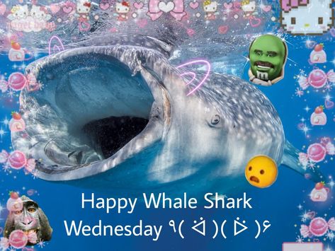 Woof woof woof meow meow 🦈💫 Whale Shark Wednesday, Shark Wednesday, Beautiful Sharks, Shark Meme, Silly Sharks, Happy Shark, Shark Pictures, Whale Sharks, Sharks Funny