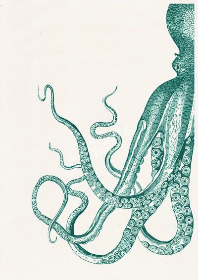 Sea Life Illustration, Octopus Illustration, Vintage Octopus, Life Illustration, Marine Sea, Sea Life Art, Octopus Tattoo, Octopus Art, Antique Illustration