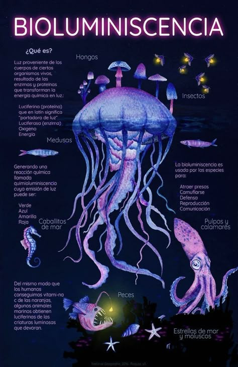 Oceanography Marine Biology, Biology Poster, Animal Infographic, Flower Swimsuit, Marine Creatures, Oceanography, Aquatic Animals, Ocean Vibes, Swimsuit Women