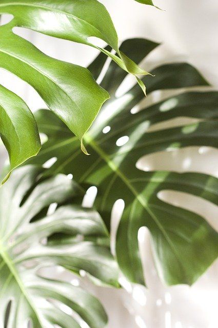 Plant Wallpaper, Plant Aesthetic, Monstera Plant, Monstera Deliciosa, Forest Photography, Iphone Background Wallpaper, Medicinal Herbs, Green Aesthetic, Green Plants