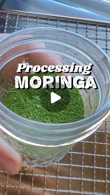 Vanessa Minton on Instagram: "How I process my Moringa Tree for medicinal use! 
.
I had a few questions about Moringa on my last post. So here's more info 👇
Moringa is hardy to zones 9-10. 
So in certain areas it is grown as an annual. If you are growing it as an annual you can start seeds now and keep them inside up potting to about one gallon by the spring under some grow lights. 
Then in early spring transplant out and it will get as tall as mine by late summer! 
Moringa Trees can withstand up to 118°F temps with some afternoon shade but don't handle super long hard frosts. 
.
Moringa is a super food that can be eaten fresh right off the tree but I like to have it powdered to add to a daily smoothie. 
#moringa #moringapowder #herbgarden #medicinalherbs #Texasgarden" Moringa Smoothie, Daily Smoothie, Learning Herbs, Moringa Seeds, Moringa Tree, Moringa Powder, Texas Gardening, Super Food, Last Post