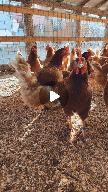 Willow Alaska, 200k Views, Chicken Barn, Farm Show, Chickens And Roosters, Chicken Diy, Be The Boss, Raising Chickens, Off The Grid