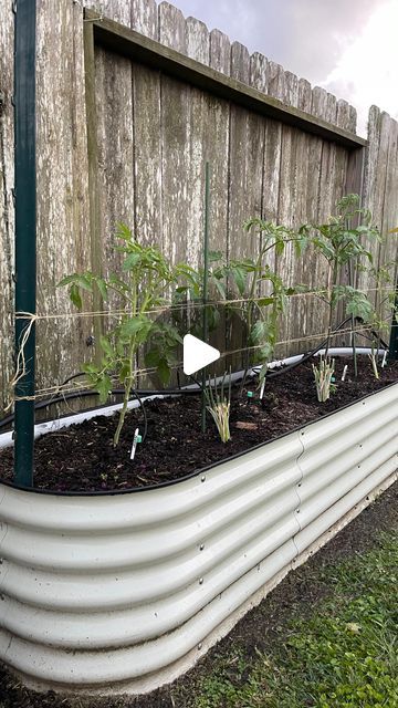 Destin Noak on Instagram: "Florida Weave Tomato Trellis!" Tomatoes Trellis Ideas, Container Gardening Trellis, How To Trellis Tomatoes, Planting Tomatoes In Garden Raised Beds, Florida Weave Tomatoes, How To Stake Tomato Plants, Tomato Trellis Ideas Diy, Trellis Ideas For Tomatoes, Tomato Stakes Ideas