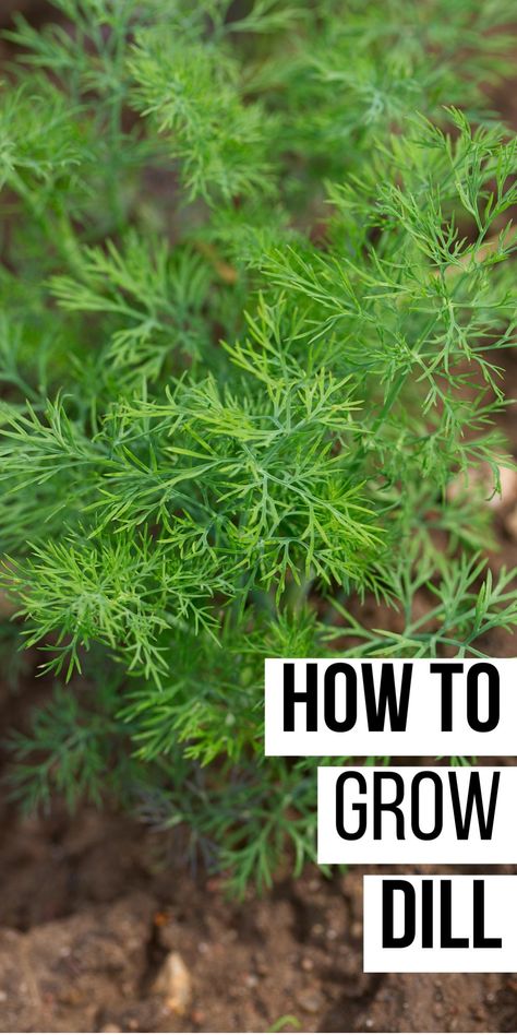 How to grow dill plant in soil. Growing Dill Indoors, Dill Plant How To Grow, Planting Dill, Growing Dill, Grow Dill, Dill Herb, How To Grow Dill, Herbs For Chickens, Yogurt Dill Sauce