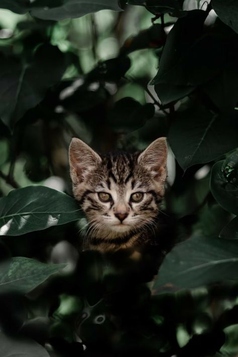 Tabby Cat Art, Brown Tabby Cat, Leaves Photo, Brown Tabby, Animal Cat, Tabby Cat, Free Image, Cat Art, Green Leaves