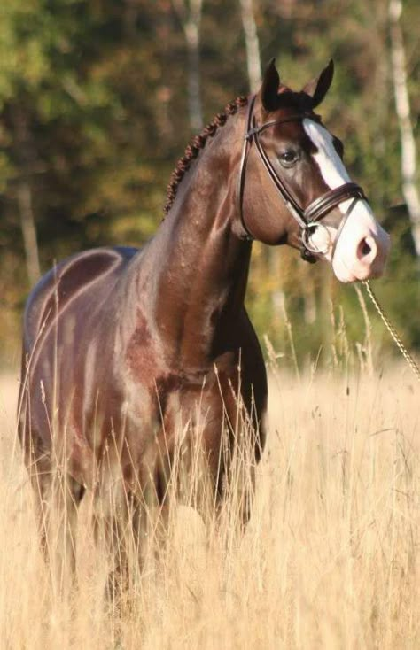 Liver chestnut dressage horse with an adorable pink nose! Style My Ride @SMRequestrian #stylemyride #horse #equestrian #equine Brown Horses, Horse Coats, Chestnut Dressage Horse, Haflinger Horse Jumping, Dark Brown Horse, Dark Bay Warmblood, Liver Chestnut Horse Jumping, Dark Chestnut Horse, Dutch Harness Horse Dressage