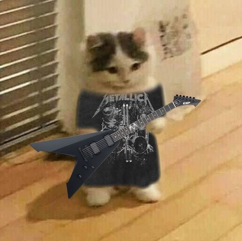 Punk Cats, Cats Pictures, Silly Cats Pictures, Spotify Covers, Slipknot, Silly Cats, Playlist Covers, Rock Metal, Profile Pics