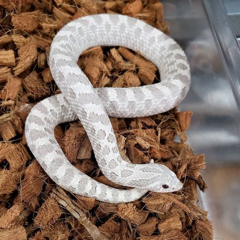 jeff galewood on Instagram: “🧊❄🐍 Arctic lavender plains hognose snake. #westernhognose #hognose #heterodon  #hognosesnake #snakelover #heterodonnasicus…” White Hognose Snake, Black Hognose Snake, Hognose Snake Morphs, Cute Snake Pictures, Lavender Hognose, Hog Nose Snake, Snake Pictures, Western Hognose, Western Hognose Snake