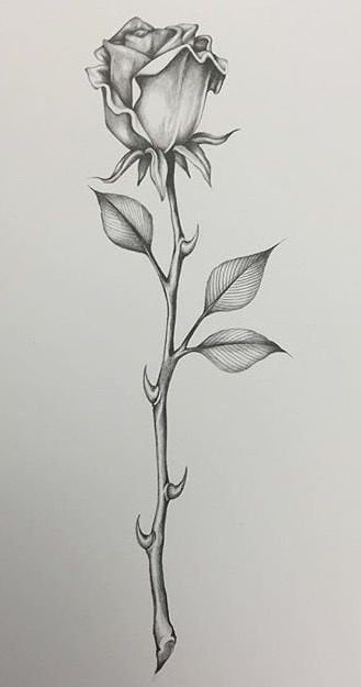 Rose Thorn Drawing, Flower With Thorns Tattoo, Long Stem Rose Drawing, Rose Stem Drawing, Rose With Thorns Drawing, Thorn Rose Tattoo, Rose With Thorns Tattoo, Rose Thorn Tattoo, Rose Stem Tattoo