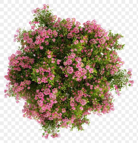 Plant Top View Photoshop, Tree Top View Architecture, Plant Top View, Tree Plan Png, Flowers Top View, Pink Flower Top, Furniture Png, Green Library, Trees Top View