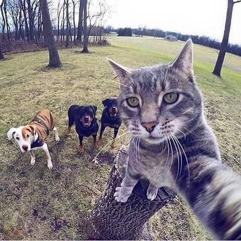 Fifty Four Funny Cats With Dogs - I Can Has Cheezburger? Dog Cat Pictures, Silly Cats Pictures, Funny Cats And Dogs, Cute Funny Dogs, Funny Cat Videos, Silly Cats, Funny Animal Pictures, Dog Memes, Tabby Cat