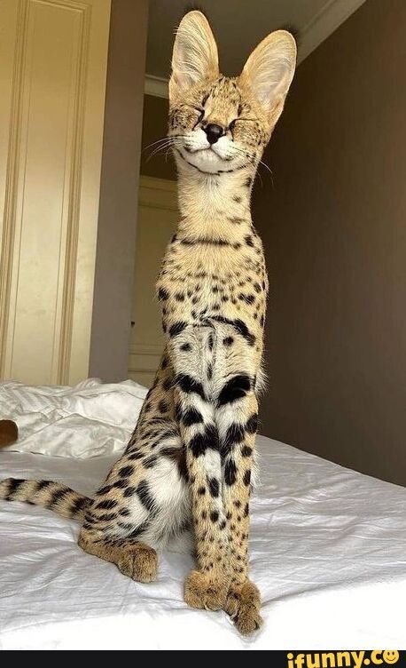 #animals #lovecats #petsofinstagramthe most beautiful cat in the world coby most expensive cat breeds #catphoto #instacats #chat #adoptdontshop #catsofig #catsagram #catofinstagram #animal #neko #catsofinsta Serval Cats, Exotic Cats, Gorgeous Cats, Söt Katt, Cute Cats Photos, Cool Animals, Cute Animals Images, Pretty Animals, Silly Animals