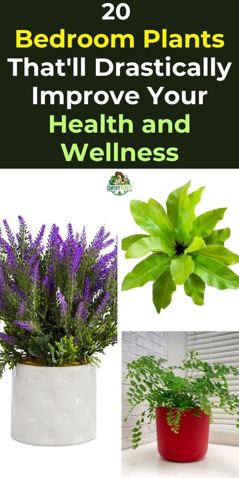 "Transform your bedroom into a serene oasis with these 20 indoor plants  that’ll drastically improve your health and wellness. Discover stunning  indoor plants for bedrooms, perfect for adding a touch of nature to your  decor. Explore Japandi bedroom with indoor plants ideas and find the best  indoor plants to keep in your bedroom. Don't forget to consider indoor tall  plants for your bedroom to elevate your space. Plants In Bedroom Ideas Small Spaces, Indoor Plants For Bedroom, Indoor Lavender Plant, Plants For Bedroom, Inside House Plants, Bedroom Plants Decor, Best Plants For Bedroom, Tall Indoor Plants, Japandi Bedroom