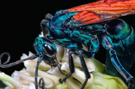 tarantula hawk wasp Tarantula Hawk Wasp, Pretty Insects, Tau 40k, Tarantula Hawk, Fairy King, Butterfly Science, Nature Reference, Bees And Wasps, A Bug's Life