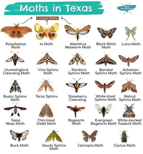 Types of Moths in Texas Black Witch Moth Tattoo, Black Witch Moth, Witch Moth, Io Moth, Types Of Moths, Brown Moth, Cecropia Moth, Large Moth, Moth Species