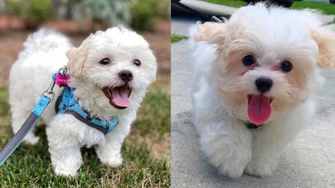 Known as the Teddy Bear Dog, the Shichon is a crossbreed between the Shih Tzu and the Bichon Frise. Morkie Dogs, Yorkshire Dog, Yorkie Mix, Teddy Bear Dog, Yorkie Poo, Australian Shepherd Dogs, Bear Dog, Dog Facts, Australian Shepherds