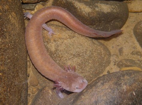 Tennessee Cave Salamander Cave Salamander, Mythical Beasts, Salamanders, Franklin County, Aquatic Life, Mythical Beast, Appalachian Mountains, Personal Website, Amphibians