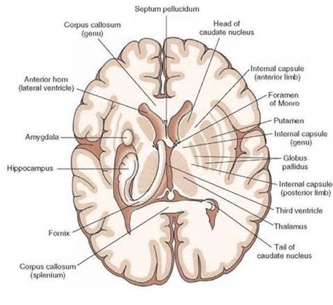 internal capsule brain - - Yahoo Image Search Results Nervous System Parts, Parietal Lobe, Anatomy Of The Brain, Caudate Nucleus, Internal Capsule, Brain Diagram, Nerve Anatomy, Brain Parts, Occipital Lobe