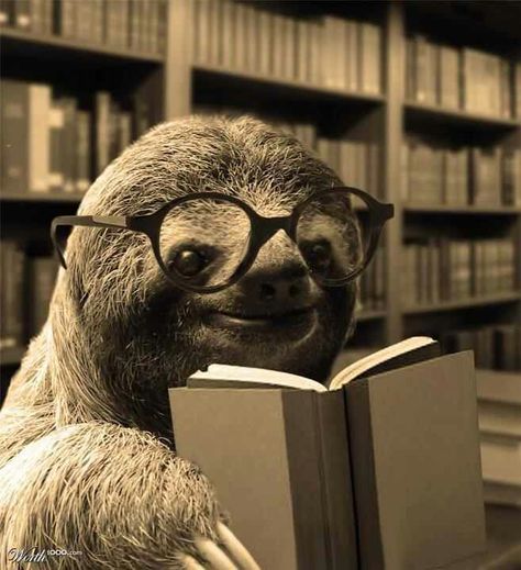 Sloth reading Wearing Glasses, Sloth, A Book, Bookshelves, Reading, Books