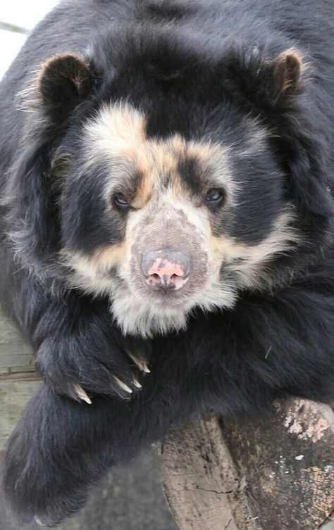 Beautiful Spectacled Bear! Andean Bear, Spectacled Bear, Wild Animals Photography, Sloth Bear, Amazing Animal Pictures, Bear Animal, Bear Pictures, Love Bear, Bear Stuffed Animal