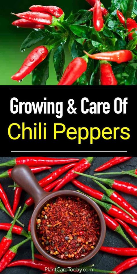 How To Grow The Chile Peppers Plant Growing Paprika, Pepper Farming, Growing Chillies, Growing Chili Peppers, Chili Pepper Plant, Pepper Growing, Chilli Plant, Growing Peppers, Chile Peppers