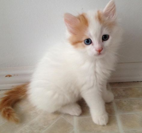 ♥CG♥ 181 Turkish Van Kitten Turkish Van Kitten, Turkish Van Cats, Turkish Van, Eastern Turkey, Kittens Pictures, Cat Reference, Cat Info, Kitten Pictures, Alpine Lake